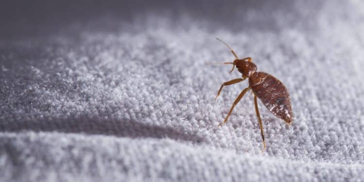 Plaga de chinches se apoderó de París